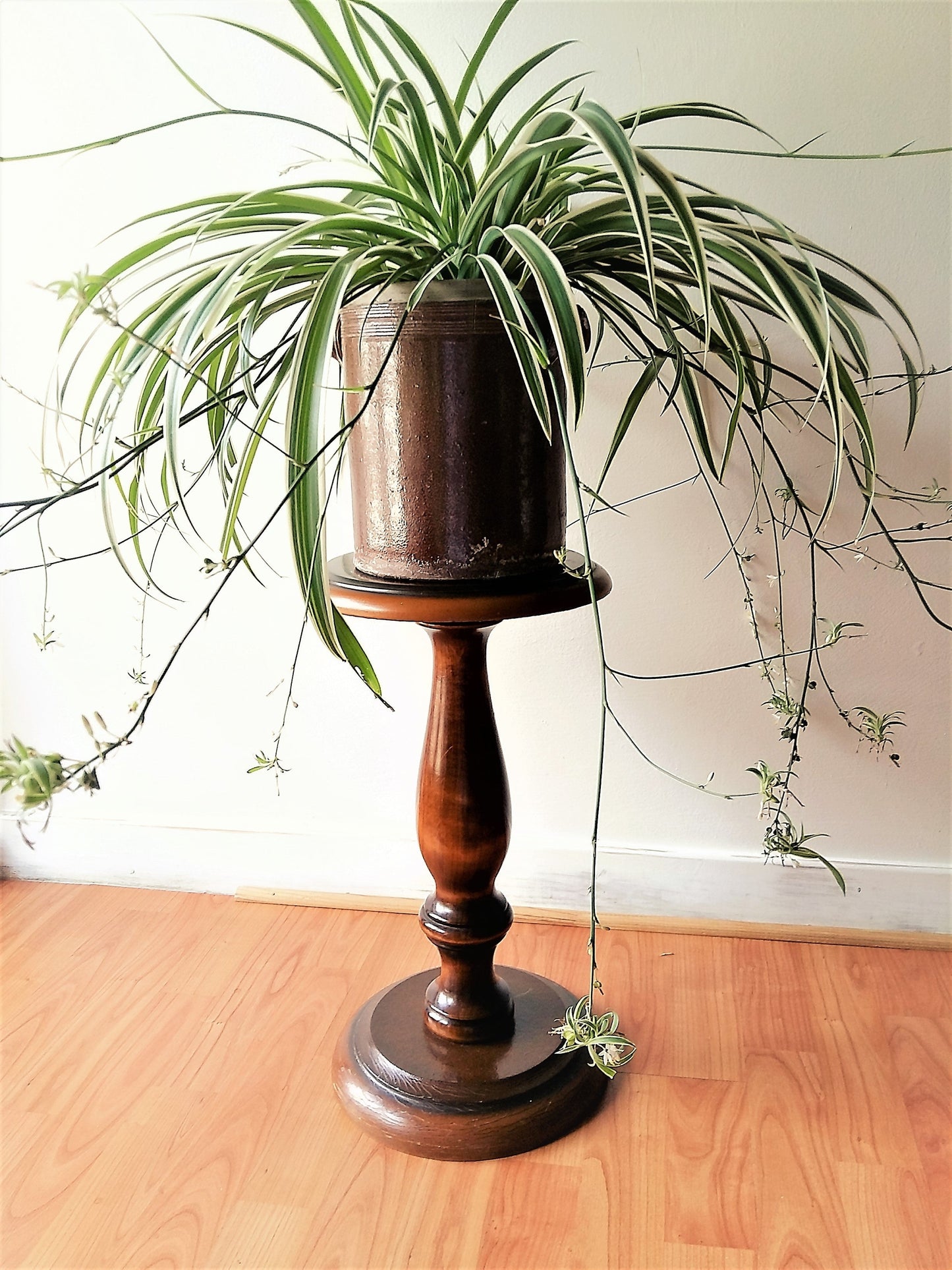 Polished Wood Pedestal Plant Stand from Tiggy & Pip - Just €149! Shop now at Tiggy and Pip