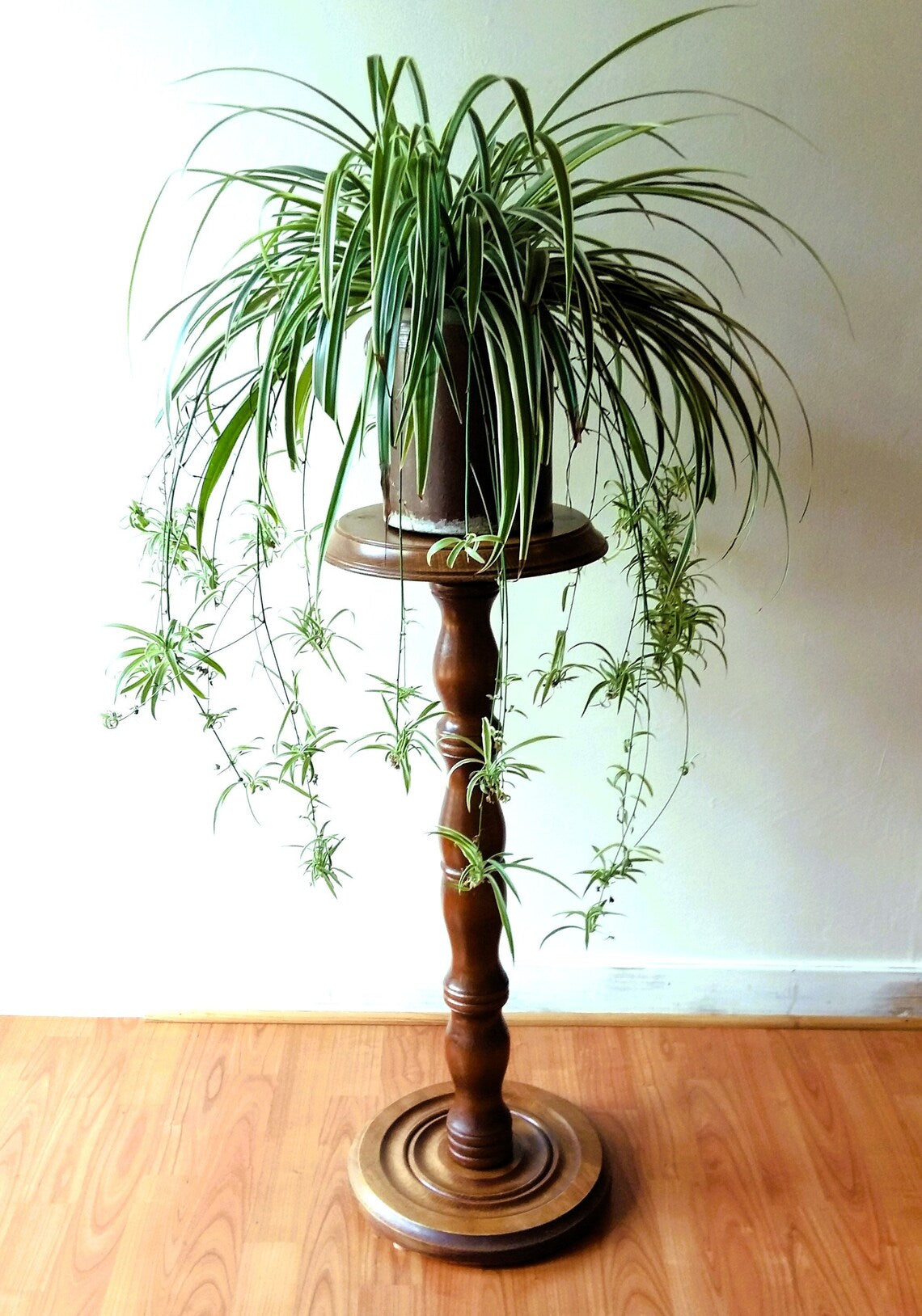 Wooden Pedestal Plant Stand from Tiggy & Pip - Just €220! Shop now at Tiggy and Pip