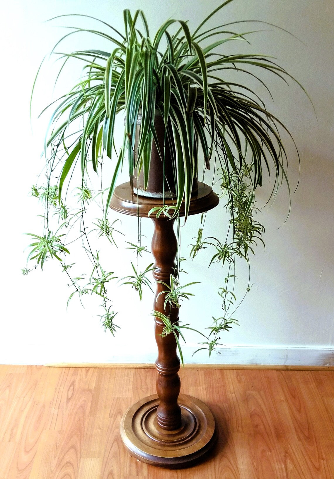 Wooden Pedestal Plant Stand from Tiggy & Pip - Just €220! Shop now at Tiggy and Pip