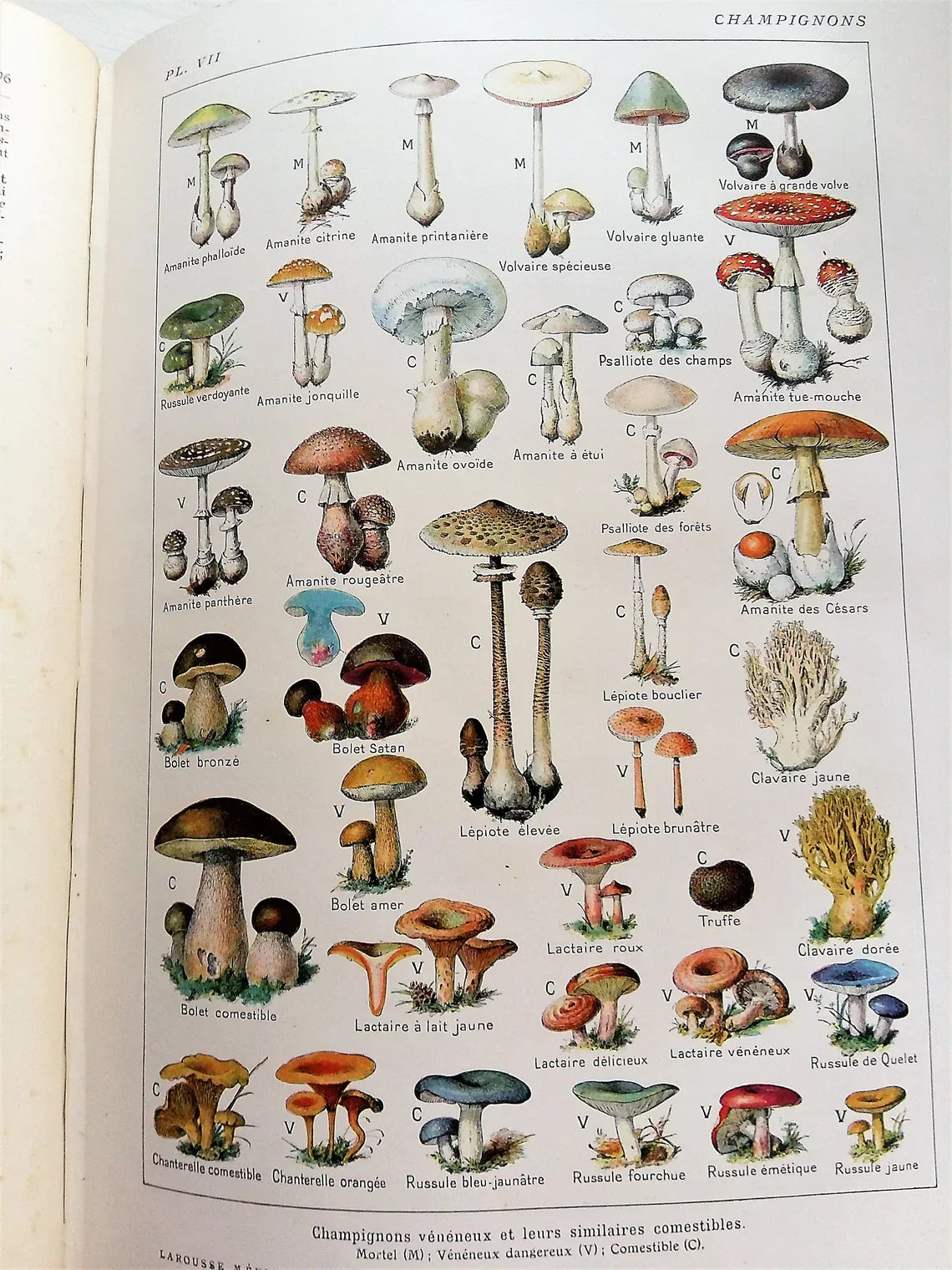 Medical Dictionary. 1923 Larousse Médical Illustré from Tiggy & Pip - Just €129! Shop now at Tiggy and Pip