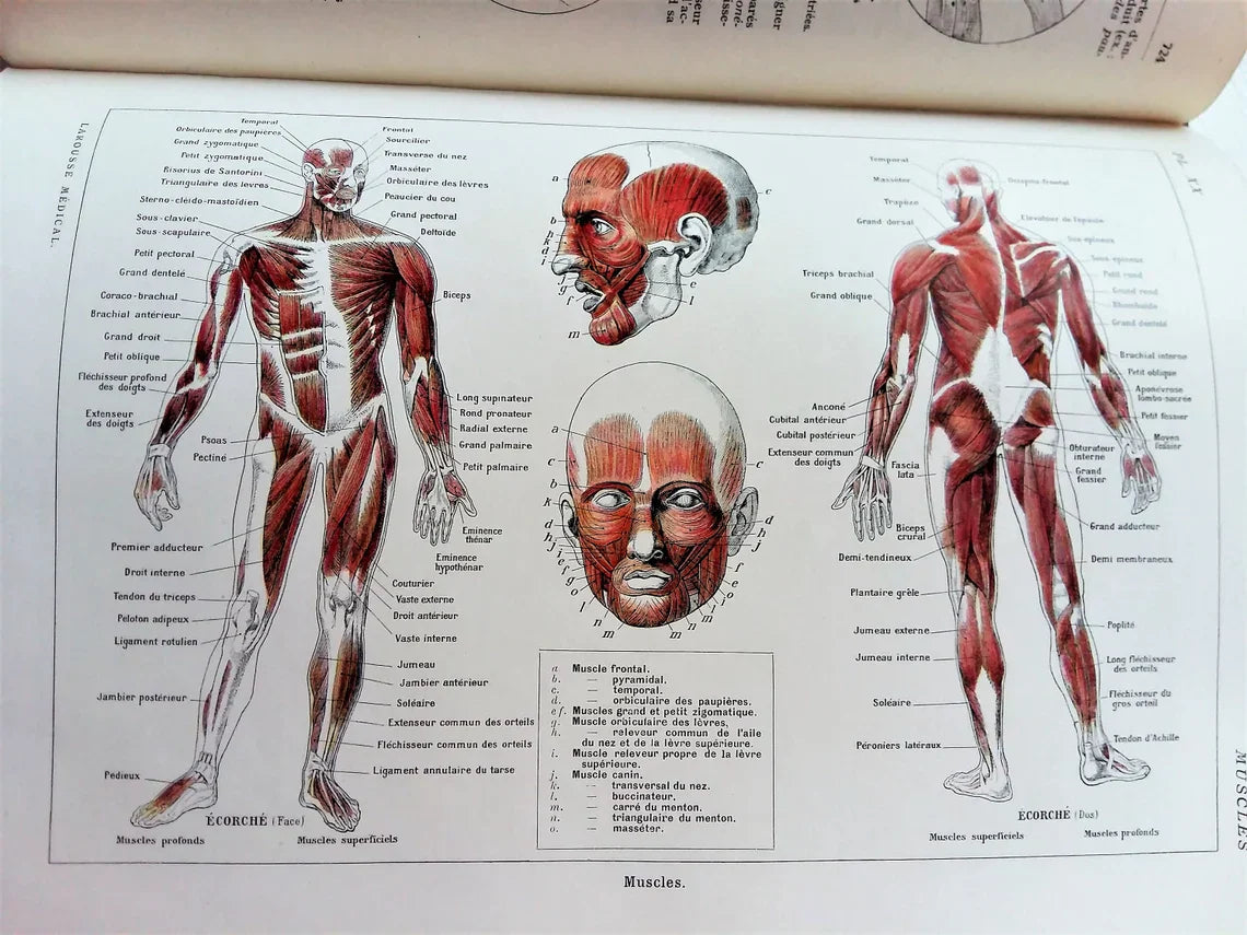 Medical Dictionary. 1924 Larousse Médical Illustré from Tiggy & Pip - Just €149! Shop now at Tiggy and Pip