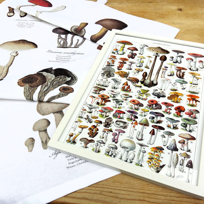 Mushroom Gift Box. Mushroom Lover Gift from Tiggy & Pip - Just €36! Shop now at Tiggy and Pip