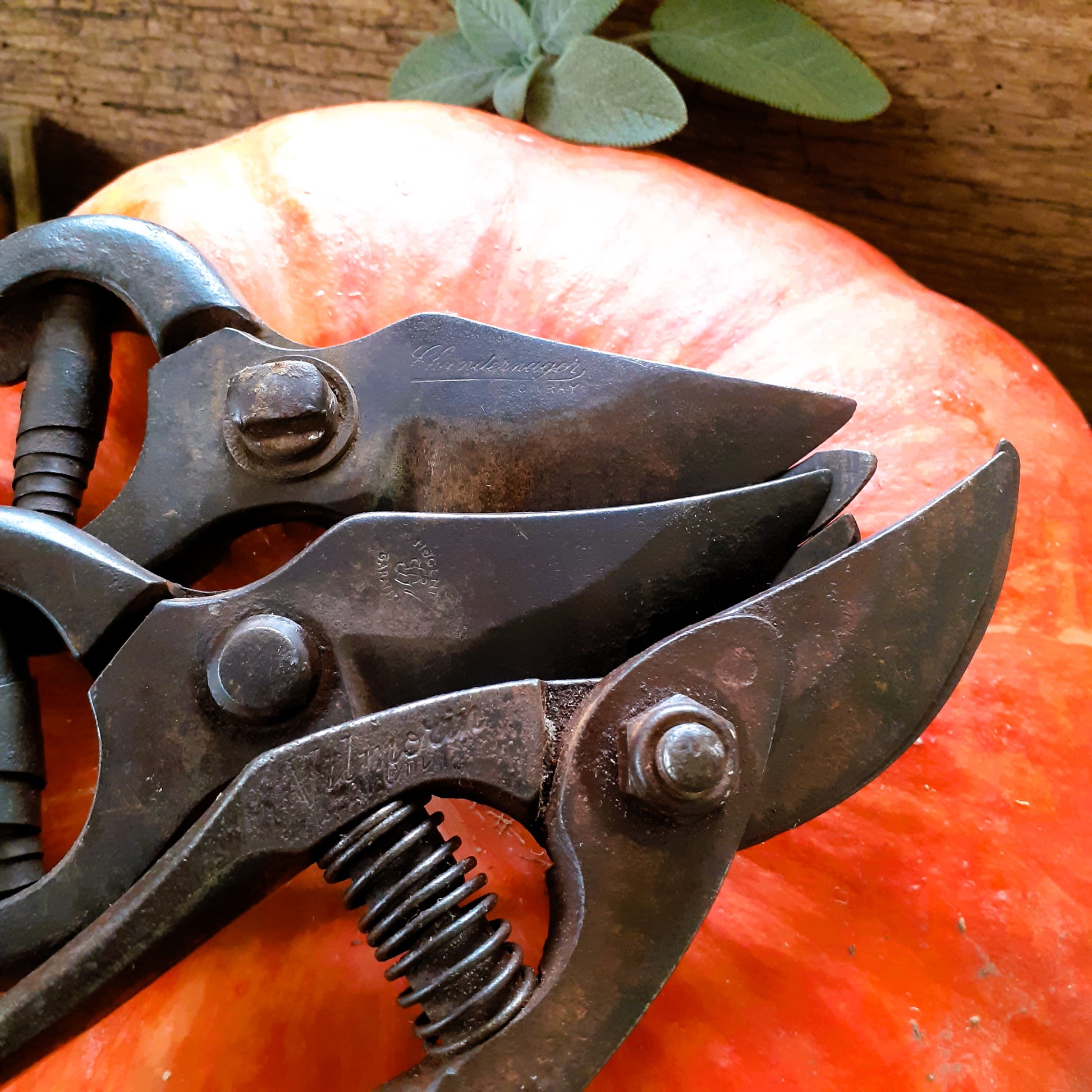 THREE Antique Grape Vine Pruning Shears from Tiggy & Pip - Just €135! Shop now at Tiggy and Pip