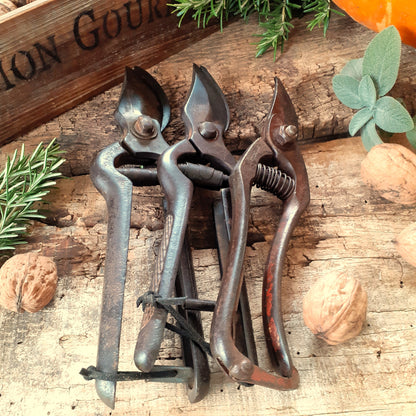 THREE Antique Grape Vine Pruning Shears from Tiggy & Pip - Just €135! Shop now at Tiggy and Pip