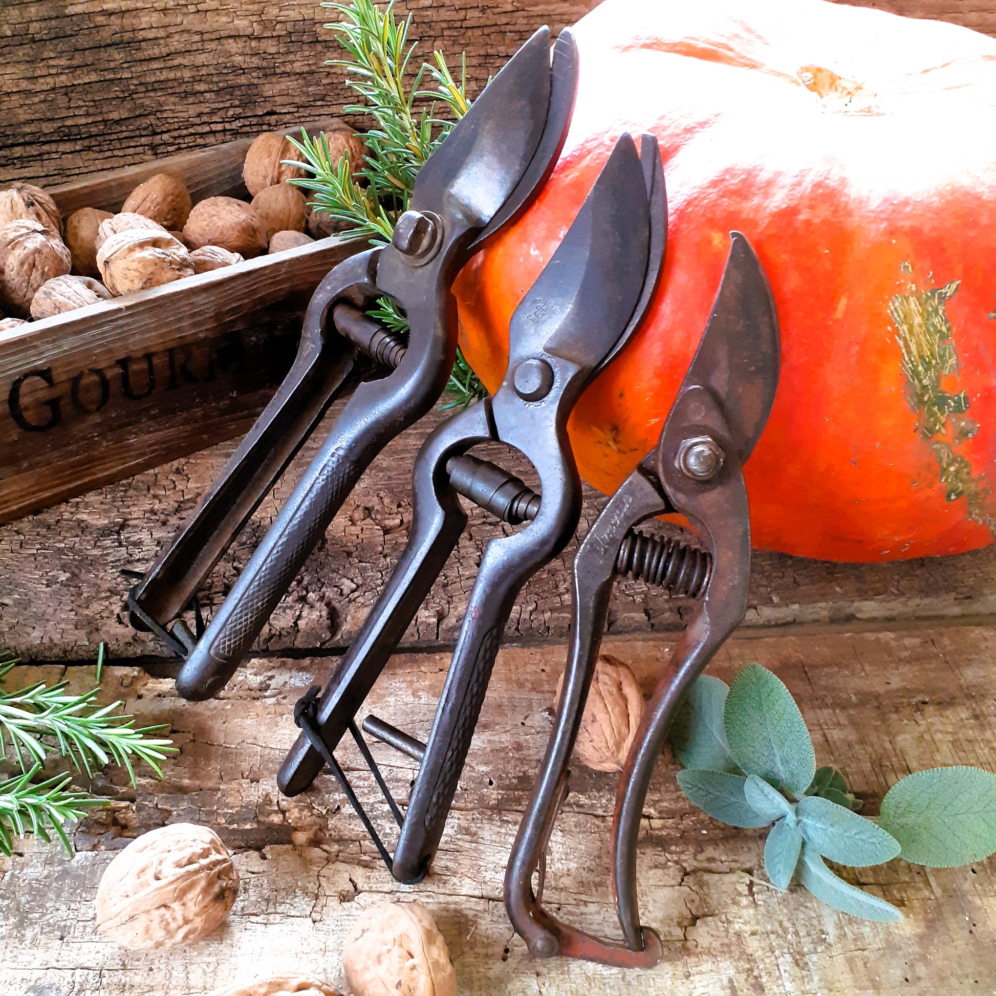 THREE Antique Grape Vine Pruning Shears from Tiggy & Pip - Just €135! Shop now at Tiggy and Pip