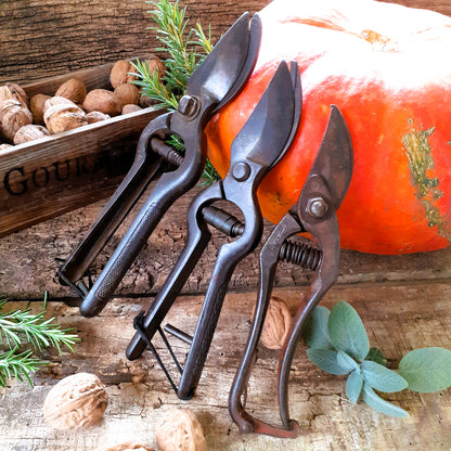 THREE Antique Grape Vine Pruning Shears from Tiggy & Pip - Just €135! Shop now at Tiggy and Pip