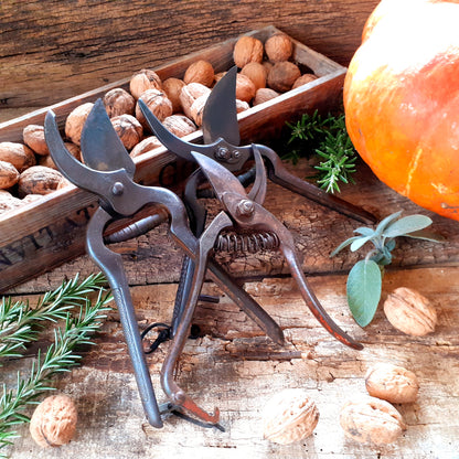 THREE Antique Grape Vine Pruning Shears from Tiggy & Pip - Just €135! Shop now at Tiggy and Pip