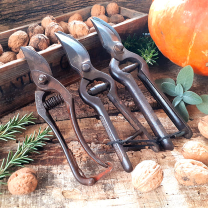 THREE Antique Grape Vine Pruning Shears from Tiggy & Pip - Just €135! Shop now at Tiggy and Pip