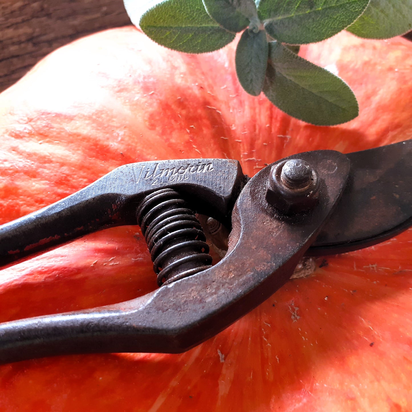 THREE Antique Grape Vine Pruning Shears from Tiggy & Pip - Just €135! Shop now at Tiggy and Pip