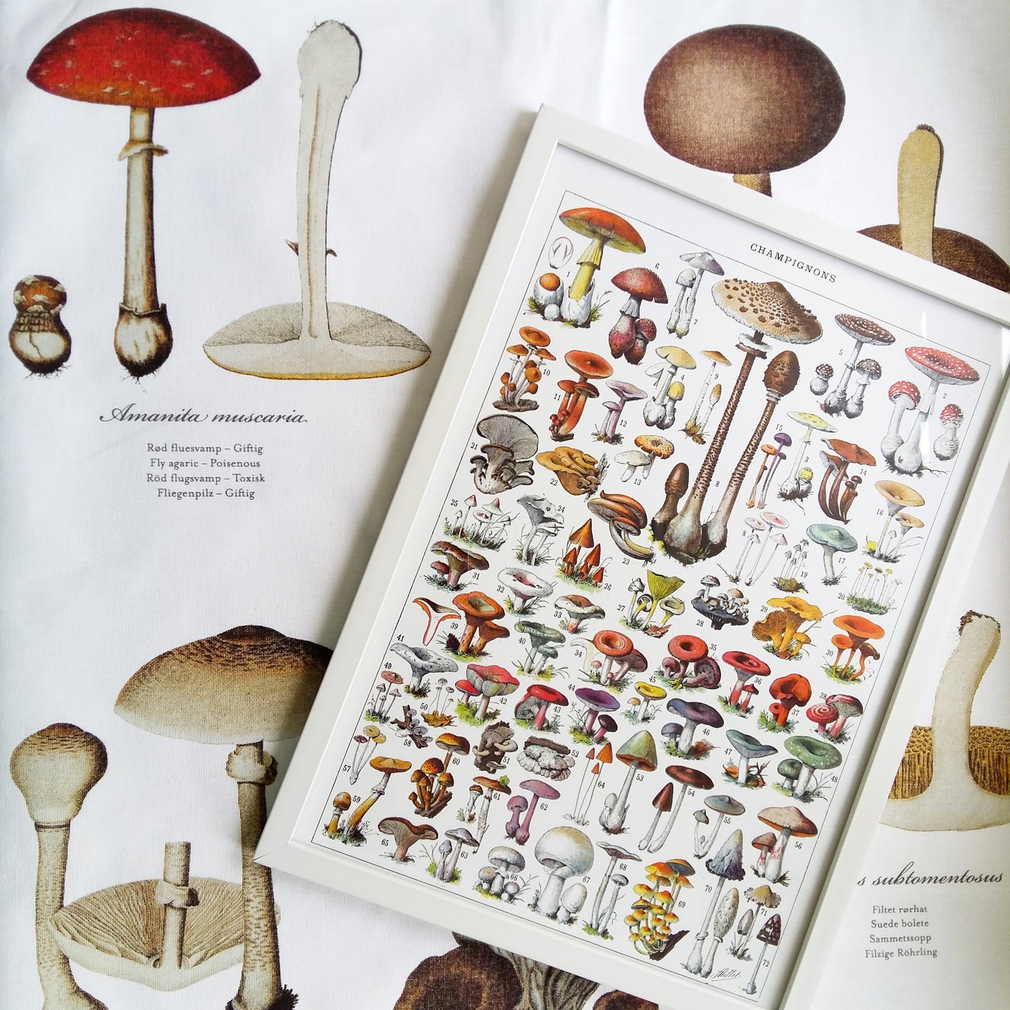 Mushroom Gift Box. Mushroom Lover Gift from Tiggy & Pip - Just €36! Shop now at Tiggy and Pip