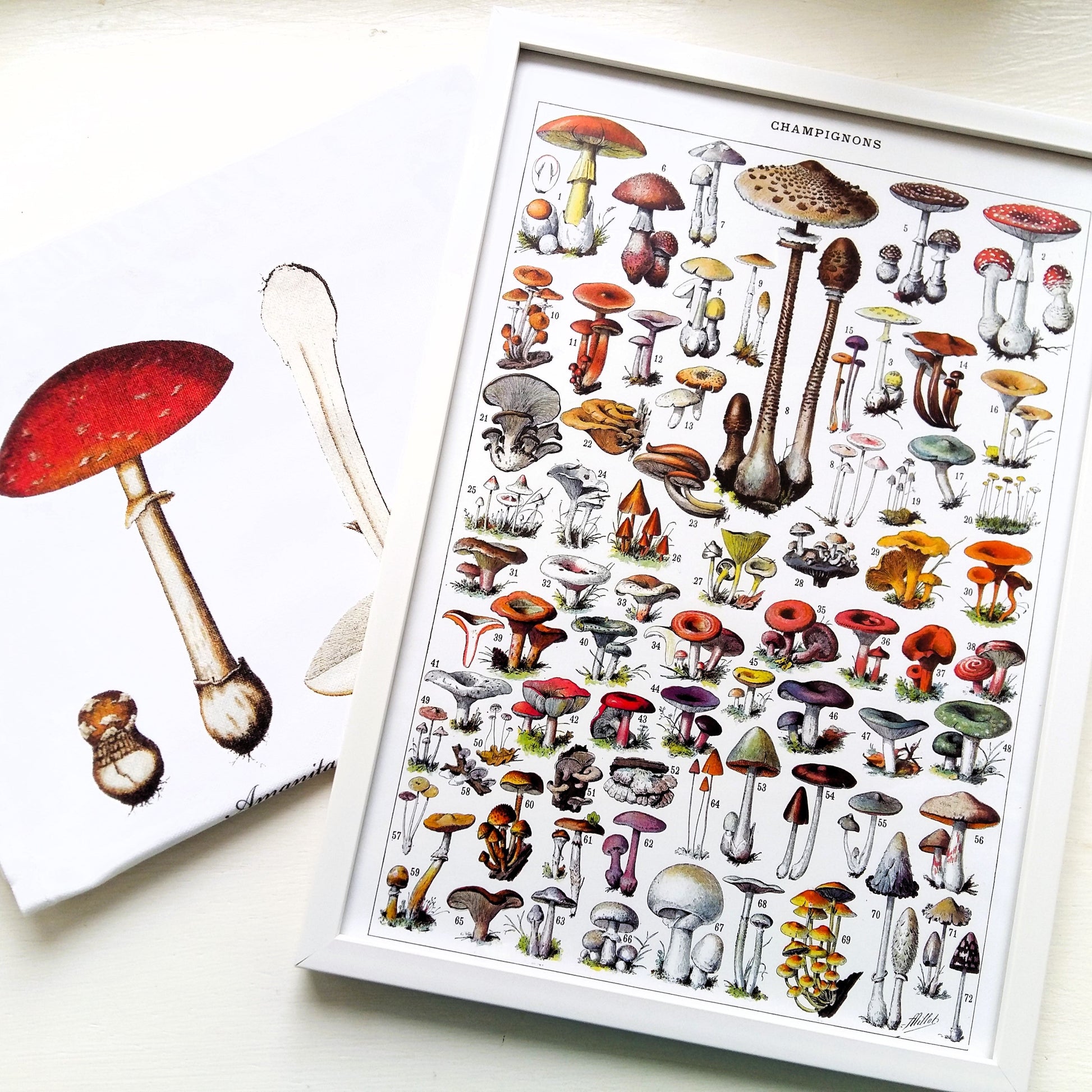 Mushroom Gift Box. Mushroom Lover Gift from Tiggy & Pip - Just €36! Shop now at Tiggy and Pip