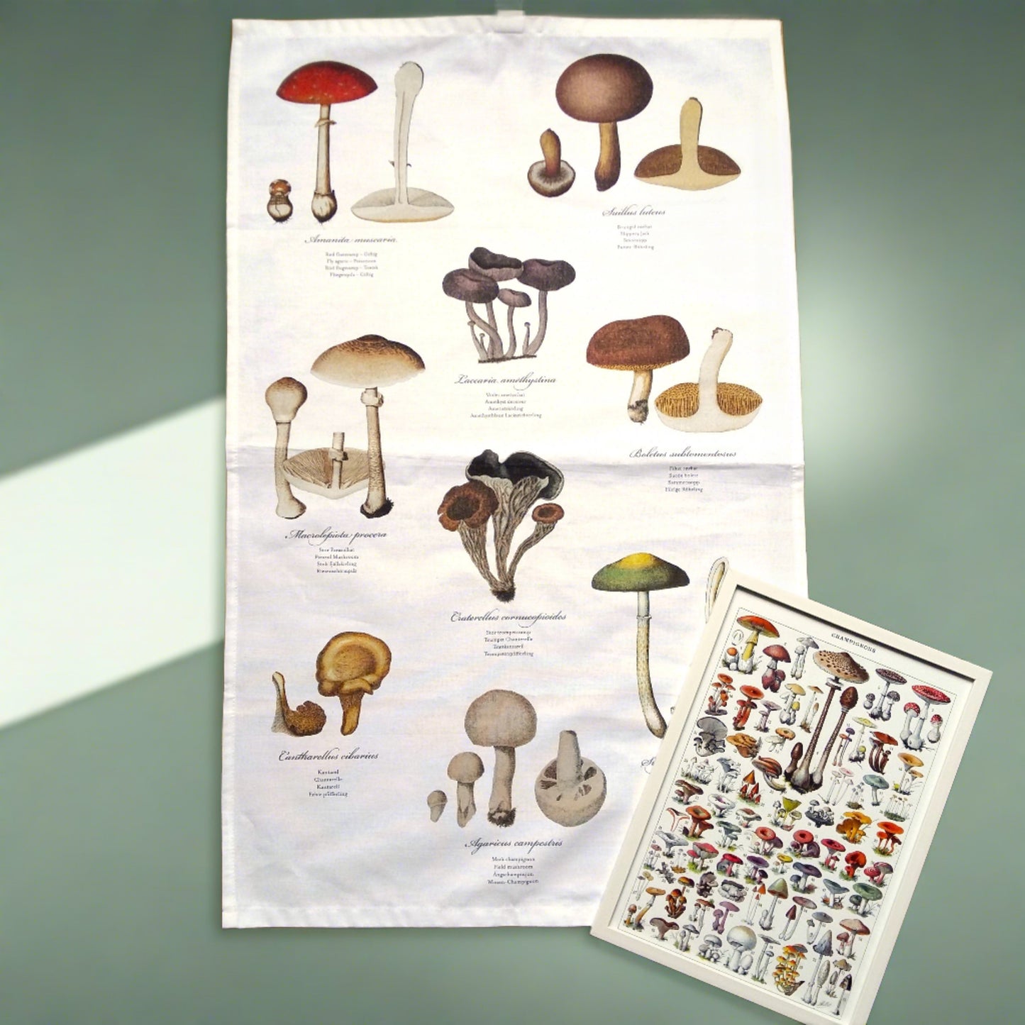 Mushroom Gift Box. Mushroom Lover Gift from Tiggy & Pip - Just €36! Shop now at Tiggy and Pip