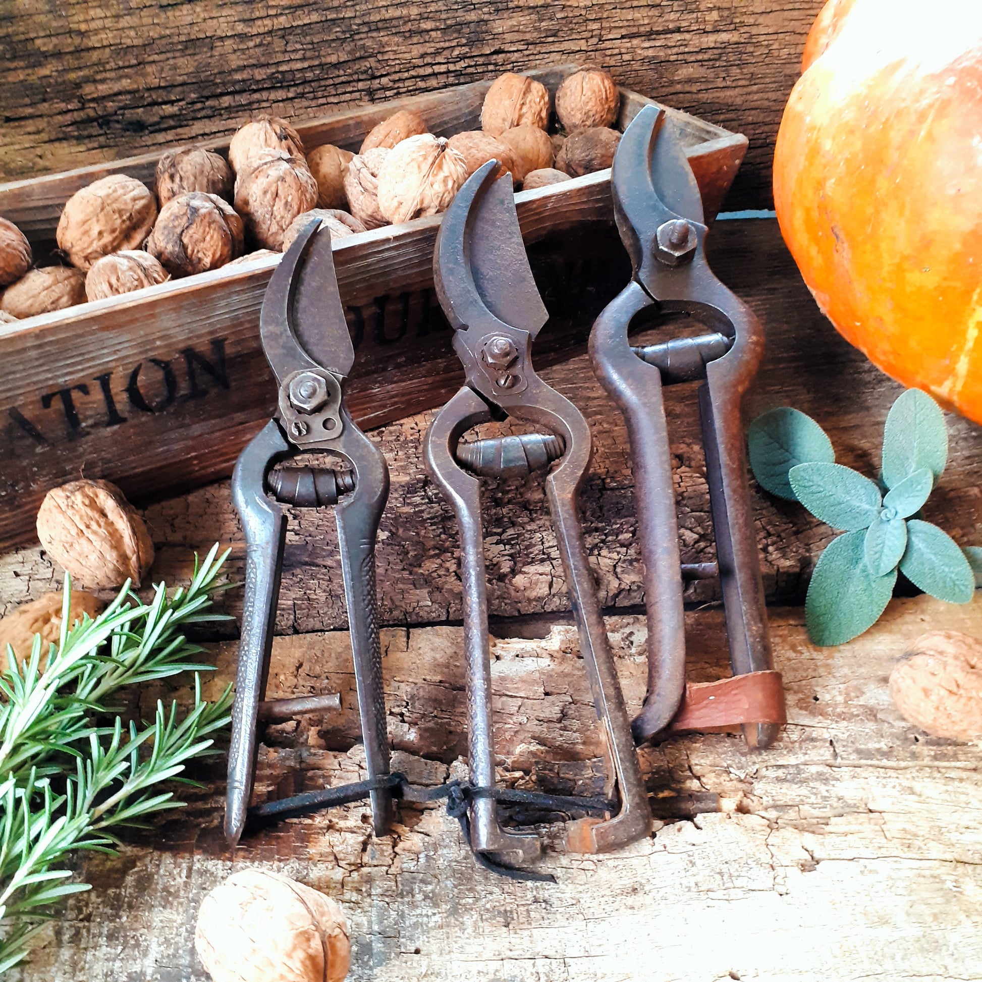 THREE Antique Grape Vine Pruning Secateurs from Tiggy & Pip - Just €98! Shop now at Tiggy and Pip