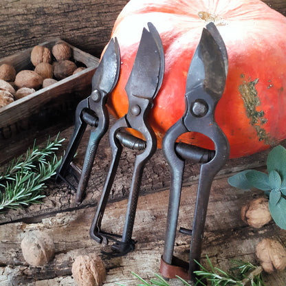 THREE Antique Grape Vine Pruning Secateurs from Tiggy & Pip - Just €98! Shop now at Tiggy and Pip