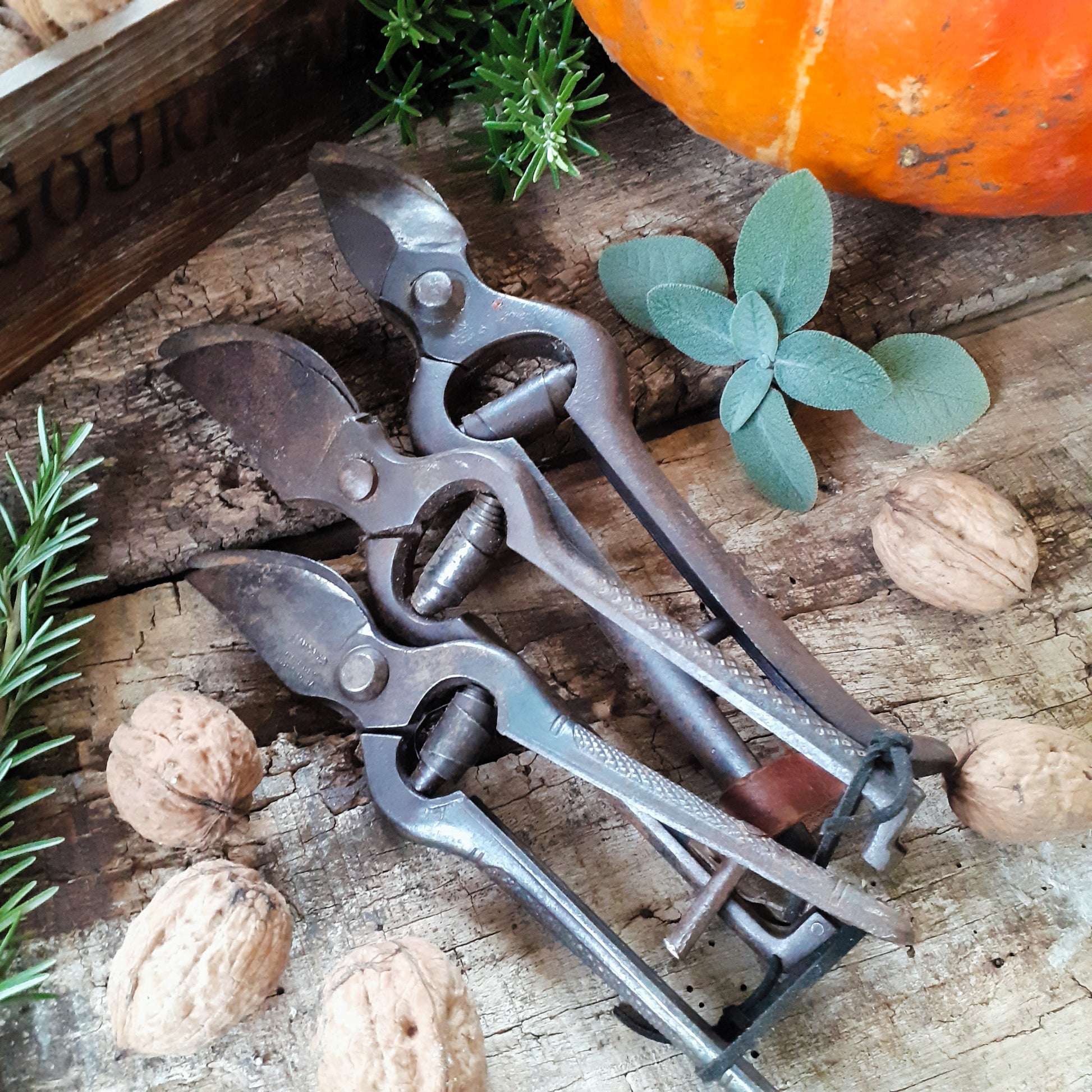 THREE Antique Grape Vine Pruning Secateurs from Tiggy & Pip - Just €98! Shop now at Tiggy and Pip