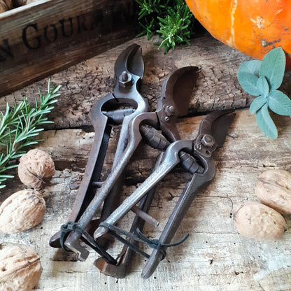 THREE Antique Grape Vine Pruning Secateurs from Tiggy & Pip - Just €98! Shop now at Tiggy and Pip