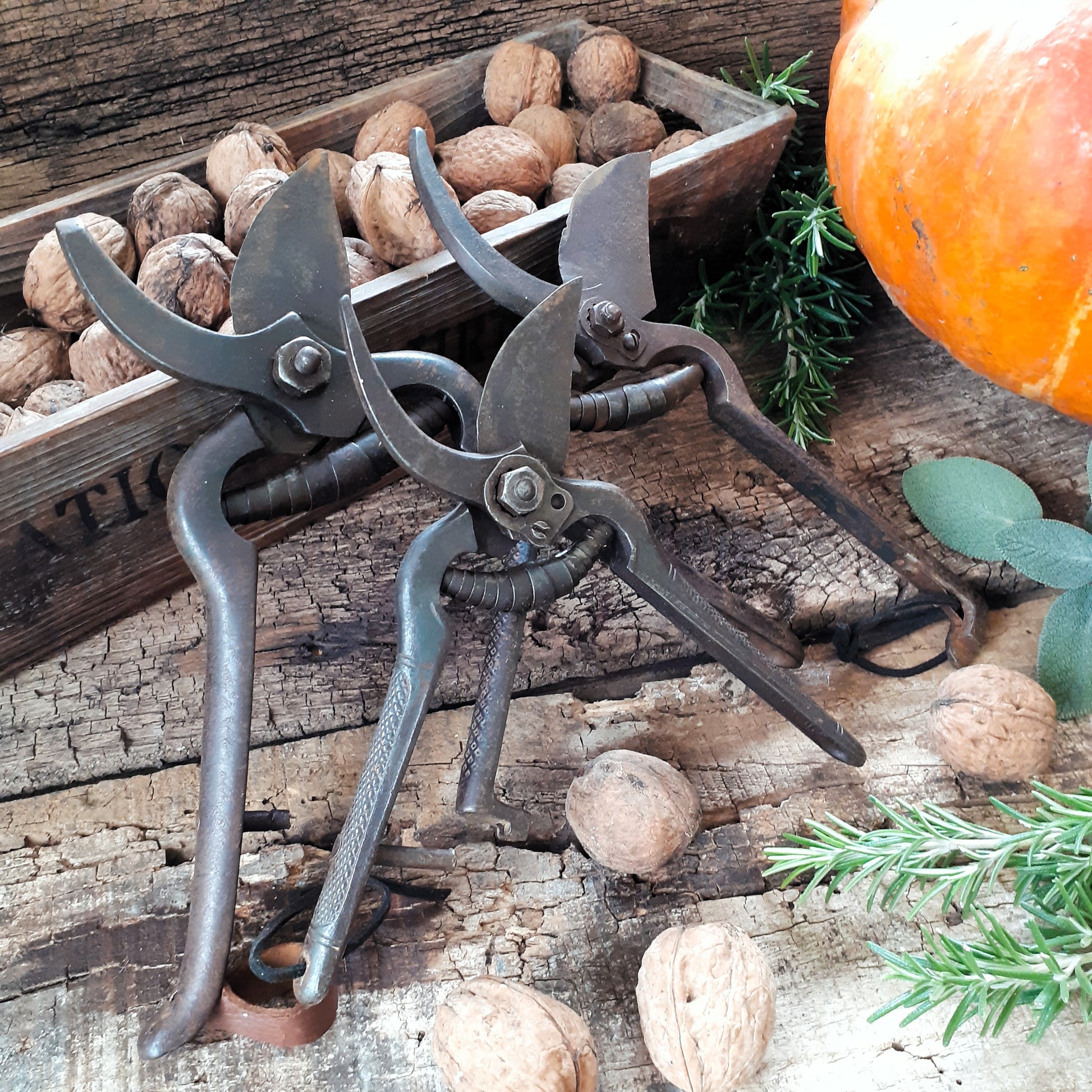 THREE Antique Grape Vine Pruning Secateurs from Tiggy & Pip - Just €98! Shop now at Tiggy and Pip